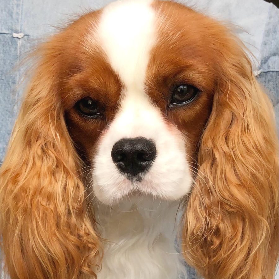 Hettie_headshot