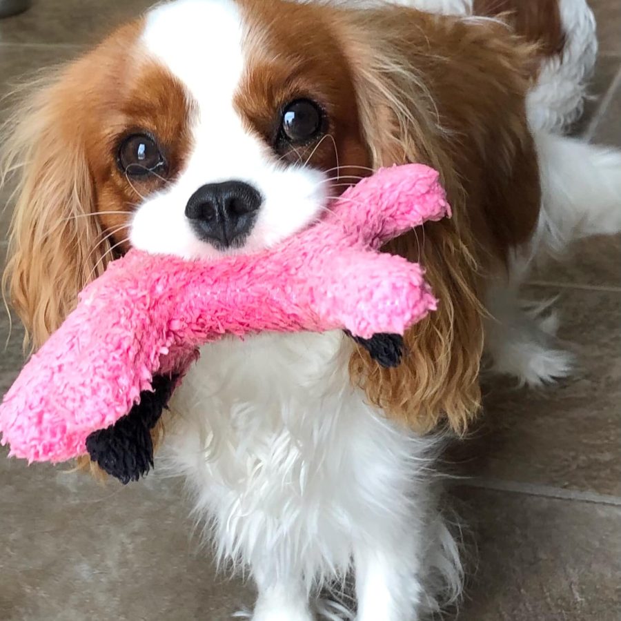 Hettie_toy