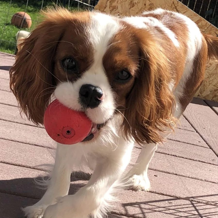 Pokey_ball