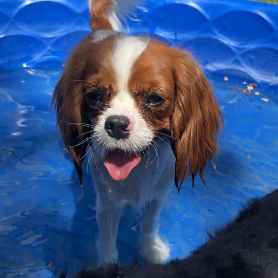 Pokey_water