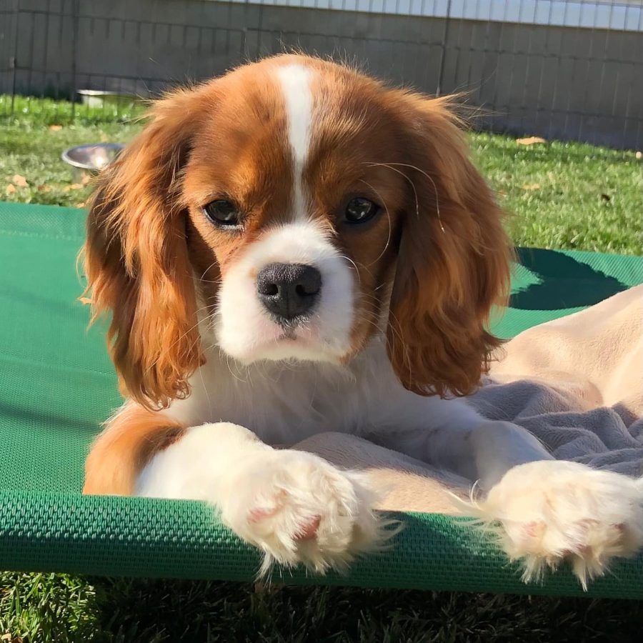 Sierra_laying