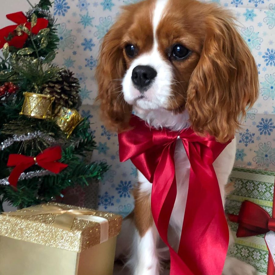 sierra_christmas