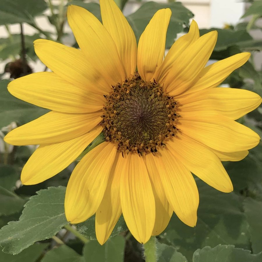 sunflower